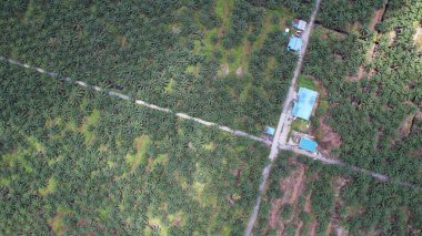 Sarawak 'taki Palm Oil Konutları, Borneo Adası, Malezya