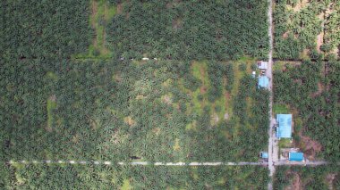 Sarawak 'taki Palm Oil Konutları, Borneo Adası, Malezya