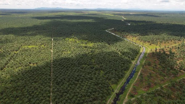 Пальмовое Масло Сараваке Остров Борнео Малайзия — стоковое фото