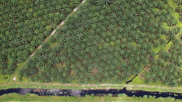 Palm Oil Estates Sarawak Borneo Island Malaysia — 스톡 사진