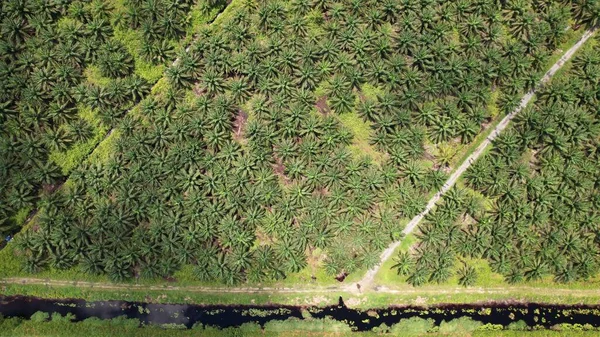 Palm Oil Estates Sarawak Borneo Island Malaysia — стокове фото