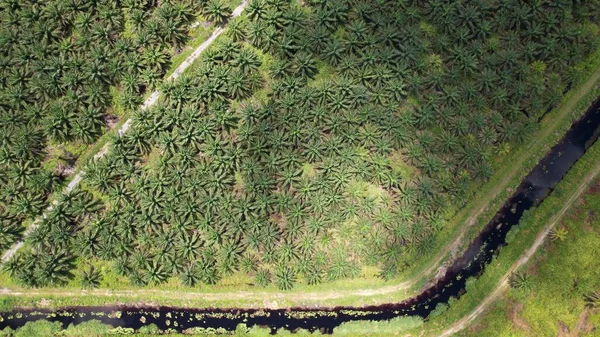 The Palm Oil Estates at Sarawak, the Borneo Island, Malaysia