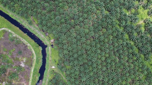 Die Palmölplantagen Von Sarawak Der Insel Borneo Malaysia — Stockfoto