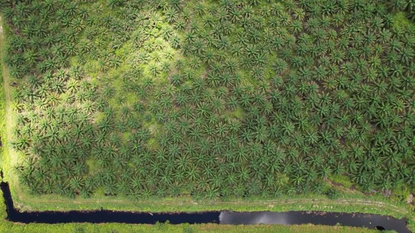 マレーシアのボルネオ島サラワク州のパーム油不動産 — ストック写真