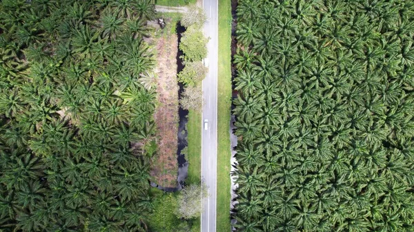 Die Palmölplantagen Von Sarawak Der Insel Borneo Malaysia — Stockfoto