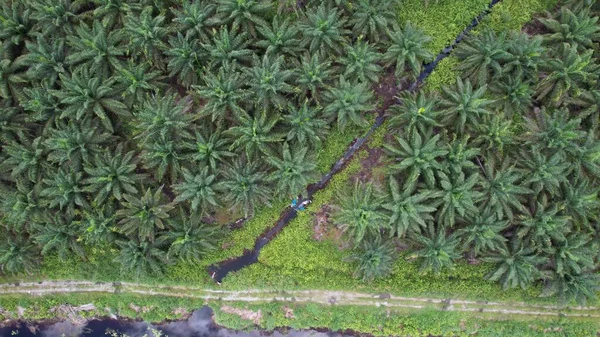 The Palm Oil Estates at Sarawak, the Borneo Island, Malaysia