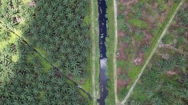 Palm Oil Estates Sarawak Isla Borneo Malasia — Foto de Stock