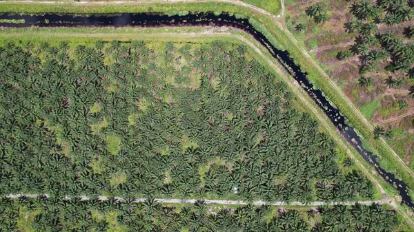 Die Palmölplantagen Von Sarawak Der Insel Borneo Malaysia — Stockfoto