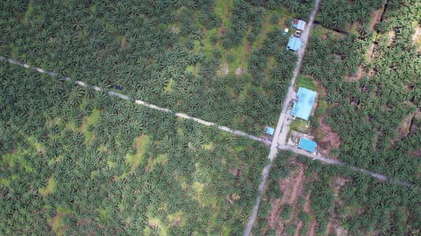 Sarawak 'taki Palm Oil Konutları, Borneo Adası, Malezya