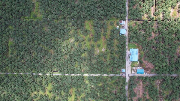 Palm Oil Estates Sarawak Isla Borneo Malasia —  Fotos de Stock