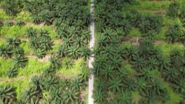 Sarawak 'taki Palm Oil Konutları, Borneo Adası, Malezya
