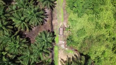 Sarawak 'taki Palm Oil Konutları, Borneo Adası, Malezya