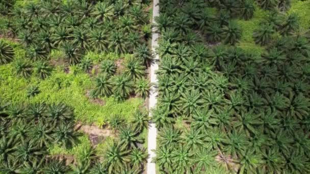 Пальмовое Масло Сараваке Остров Борнео Малайзия — стоковое видео