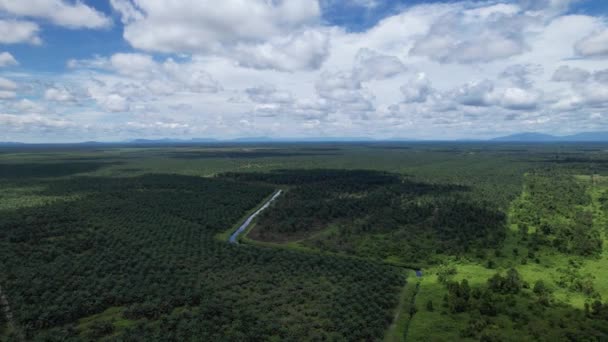 Sarawak Taki Palm Oil Konutları Borneo Adası Malezya — Stok video