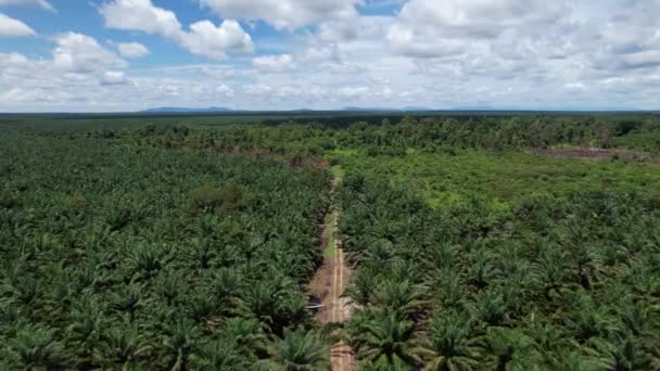 Die Palmölplantagen Von Sarawak Der Insel Borneo Malaysia — Stockvideo