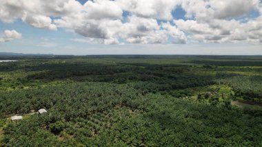 Sarawak 'taki Palm Oil Konutları, Borneo Adası, Malezya