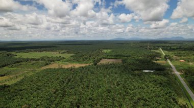 Sarawak 'taki Palm Oil Konutları, Borneo Adası, Malezya
