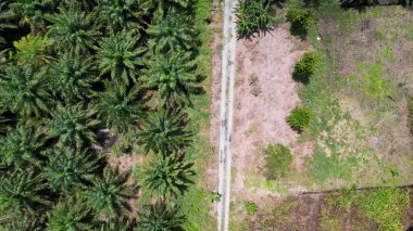 Sarawak 'taki Palm Oil Konutları, Borneo Adası, Malezya