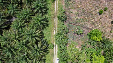 Sarawak 'taki Palm Oil Konutları, Borneo Adası, Malezya