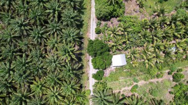 Sarawak 'taki Palm Oil Konutları, Borneo Adası, Malezya