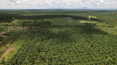 Sarawak 'taki Palm Oil Konutları, Borneo Adası, Malezya