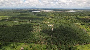 Sarawak 'taki Palm Oil Konutları, Borneo Adası, Malezya