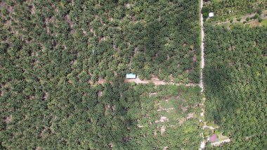 Sarawak 'taki Palm Oil Konutları, Borneo Adası, Malezya