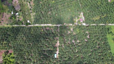 Sarawak 'taki Palm Oil Konutları, Borneo Adası, Malezya