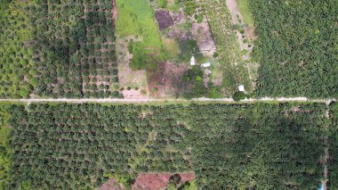 Sarawak 'taki Palm Oil Konutları, Borneo Adası, Malezya