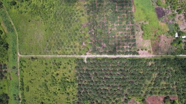 Sarawak 'taki Palm Oil Konutları, Borneo Adası, Malezya