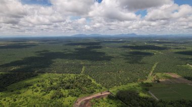 Sarawak 'taki Palm Oil Konutları, Borneo Adası, Malezya