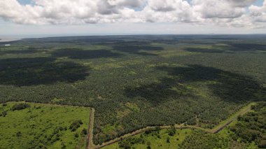 Sarawak 'taki Palm Oil Konutları, Borneo Adası, Malezya