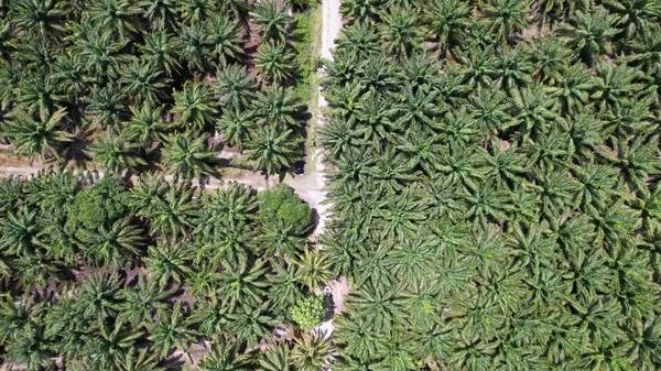 Palm Oil Estates Sarawak Het Eiland Borneo Maleisië — Stockfoto