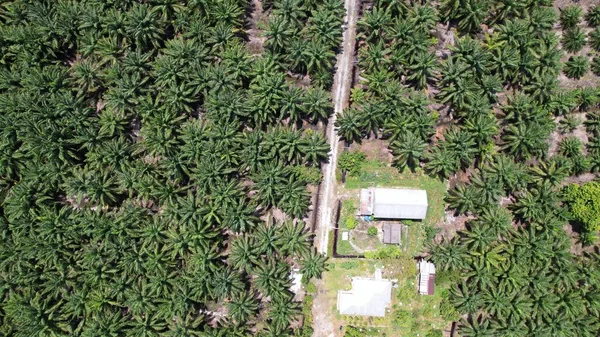 Die Palmölplantagen Von Sarawak Der Insel Borneo Malaysia — Stockfoto