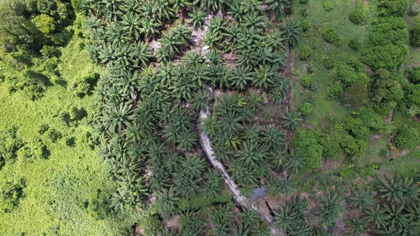 Palm Oil Estates Sarawak Borneo Island Malaysia — Stock Photo, Image