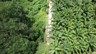 Sarawak 'taki Palm Oil Konutları, Borneo Adası, Malezya
