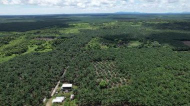 Sarawak 'taki Palm Oil Konutları, Borneo Adası, Malezya