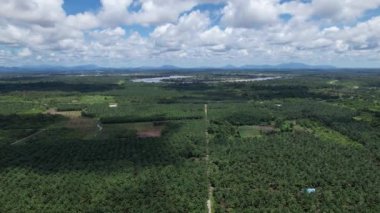 Sarawak 'taki Palm Oil Konutları, Borneo Adası, Malezya