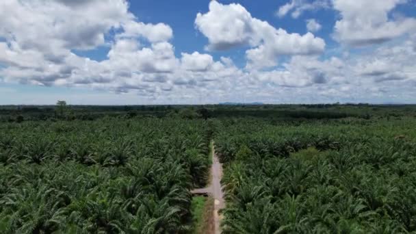 Les Successions Huile Palme Sarawak Île Bornéo Malaisie — Video