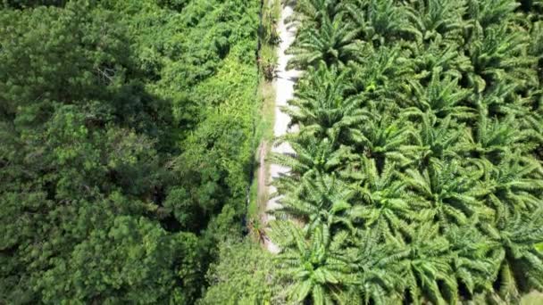 Die Palmölplantagen Von Sarawak Der Insel Borneo Malaysia — Stockvideo