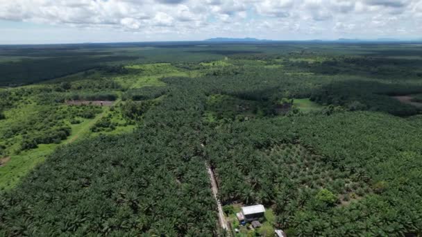 Les Successions Huile Palme Sarawak Île Bornéo Malaisie — Video