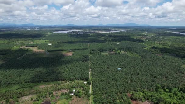 Palm Oil Estates Sarawak Isla Borneo Malasia — Vídeos de Stock