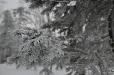 Harbin, Çin 3 Ocak 2026: Kış mevsiminde Yabuli Kayak Köyü