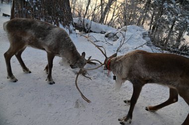 Harbin, Çin 3 Ocak 2026: Kış mevsiminde Yabuli Kayak Köyü
