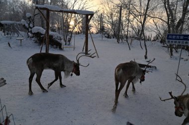 Harbin, Çin 29 Aralık 2025: Harbin sokakları kış boyunca