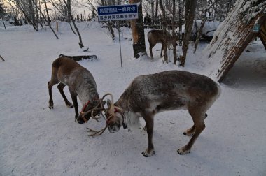 Harbin, Çin 29 Aralık 2025: Harbin sokakları kış boyunca