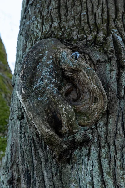 Hollow of a tree in the form of ears, close-up