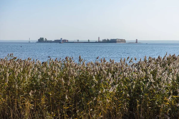 Forte Kronstadt Uma Costa Com Juncos Secos Dia Ensolarado Farol — Fotografia de Stock