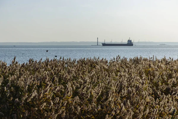 Fort Kronstadt Self Propelled Cargo Ship Shore Dry Reeds Sunny — Stock Photo, Image