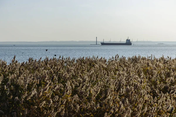 Fuerte Kronstadt Buque Carga Autopropulsado Orilla Con Cañas Secas Día —  Fotos de Stock